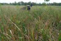 Tanaman Padi Terserang Rice Grassy Stunt Virus di Madiun. (Dok. FIN)
