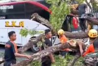 Insiden bus tertimpa pohon itu berawal saat Bus Eka Nopol. S 7916 US bertrayek Surabaya - Purwokerto. (Dok. FIN)