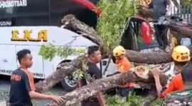 Insiden bus tertimpa pohon itu berawal saat Bus Eka Nopol. S 7916 US bertrayek Surabaya - Purwokerto. (Dok. FIN)
