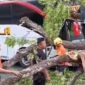 Insiden bus tertimpa pohon itu berawal saat Bus Eka Nopol. S 7916 US bertrayek Surabaya - Purwokerto. (Dok. FIN)