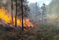 Ilustrasi Kebakaran Hutan. (Pixabay.com/perla94perez)