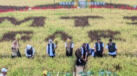 Gubernur Khofifah didampingi Bupati Mojokerto Ikfina Fahmawati dan Kepala Dinas Pertanian dan Ketahanan Pangan Provinsi Jawa Timur saat panen padi di Desa Ngarjo,  Kecamatan Mojoanyar, Kabupaten Mojokerto, Kamis (7/9).