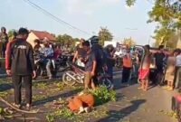 Pengendara sepeda motor tewas tertimpa pohon peneduh jalan. (Dok. FIN)
