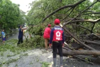 Petugas saat bersihkan pohon tumbang akibat hujan lebat disertai angin di Sidoarjo.
