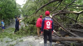 Petugas saat bersihkan pohon tumbang akibat hujan lebat disertai angin di Sidoarjo.