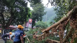 Pohon ambruk dampak hujan angin di Magetan, Jawa Timur, menimpa mobil parkir di pinggir jalan. (Dok. Fin)