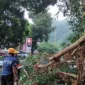 Pohon ambruk dampak hujan angin di Magetan, Jawa Timur, menimpa mobil parkir di pinggir jalan. (Dok. Fin)