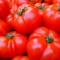 Tomat dikenal sebagai buah yang rendah kalori dan lemak serta kaya akan vitamin dan mineral. (Pixabay.com/@LoggaWiggler)