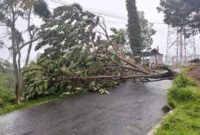 Pohon Bertumbangan di Wilayah Kabupaten Magetan. (Dok. BPBD Magetan)