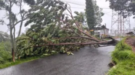 Pohon Bertumbangan di Wilayah Kabupaten Magetan. (Dok. BPBD Magetan)