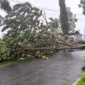Pohon Bertumbangan di Wilayah Kabupaten Magetan. (Dok. BPBD Magetan)
