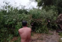 Masyarakat sekitar evakuasi Barongan bambu ambruk yang menimpa warga.