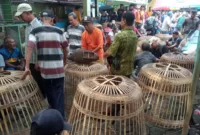 Penghobi saat mempersiapkan ayamnya untuk bertarung.