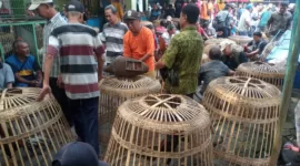 Penghobi saat mempersiapkan ayamnya untuk bertarung.