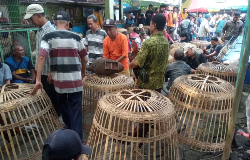 Penghobi saat mempersiapkan ayamnya untuk bertarung.