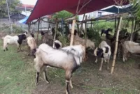 Kambing kurban milik Kusnawan yang dijual di pinggir Jl. Diponegoro, Kecamatan Mejayan, Madiun.