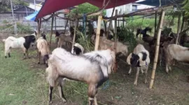 Kambing kurban milik Kusnawan yang dijual di pinggir Jl. Diponegoro, Kecamatan Mejayan, Madiun.