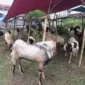 Kambing kurban milik Kusnawan yang dijual di pinggir Jl. Diponegoro, Kecamatan Mejayan, Madiun.