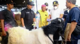 Plt Bupati Sidoarjo Subandi saat mengecek kondisi hewan kurban.