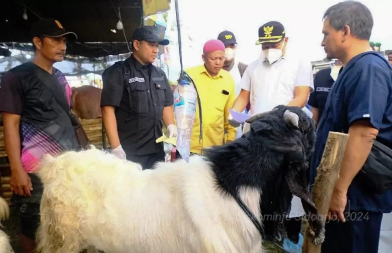 Plt Bupati Sidoarjo Subandi saat mengecek kondisi hewan kurban.