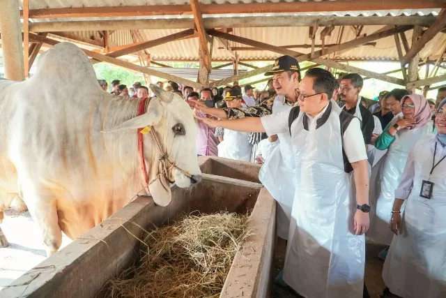 Pj Gubernur Jatim Adhy Karyono saat sidak hewan kurban di Lamongan, Jumat (7/6/2024)