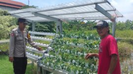 Polresta Sidoarjo melalui Bhabinkamtibmas Desa Gelam, Aiptu Basuki Setiawan, melaksanakan pengecekan dan pendampingan Program Pekarangan Pangan Bergizi (P2B). 