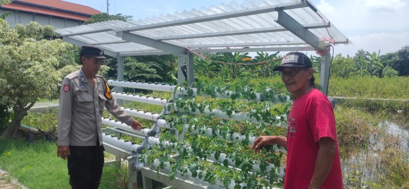 Polresta Sidoarjo melalui Bhabinkamtibmas Desa Gelam, Aiptu Basuki Setiawan, melaksanakan pengecekan dan pendampingan Program Pekarangan Pangan Bergizi (P2B). 
