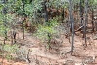 Hutan magrove rusak akibat penambangan.