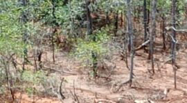 Hutan magrove rusak akibat penambangan.