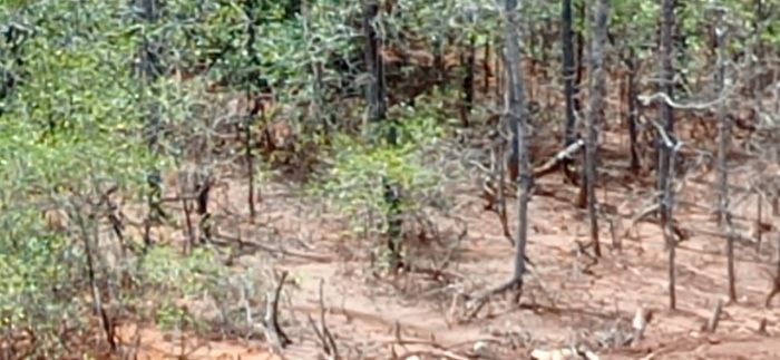 Hutan magrove rusak akibat penambangan.