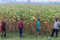 Polsek Balongbendo tinjau lahan jagung seluas delapan hektare milik Gapoktan Rukun Santoso di Desa Bakungtemenggungan, Kecamatan Balongbendo, Kabupaten Sidoarjo, Jumat (19/9/2025).