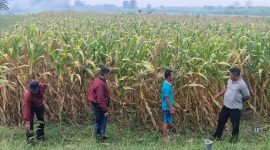 Polsek Balongbendo tinjau lahan jagung seluas delapan hektare milik Gapoktan Rukun Santoso di Desa Bakungtemenggungan, Kecamatan Balongbendo, Kabupaten Sidoarjo, Jumat (19/9/2025).
