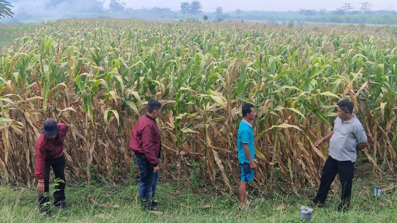 Polsek Balongbendo tinjau lahan jagung seluas delapan hektare milik Gapoktan Rukun Santoso di Desa Bakungtemenggungan, Kecamatan Balongbendo, Kabupaten Sidoarjo, Jumat (19/9/2025).