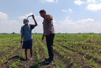Kapolsek Tarik Polresta Sidoarjo, AKP Heri Setyawan, menurunkan anggota Bhabinkamtibmas untuk melaksanakan patroli lahan ketahanan pangan di Desa Gempol Klutuk, Kecamatan Tarik, Kabupaten Sidoarjo, Senin (22/9/2025).