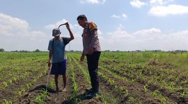 Kapolsek Tarik Polresta Sidoarjo, AKP Heri Setyawan, menurunkan anggota Bhabinkamtibmas untuk melaksanakan patroli lahan ketahanan pangan di Desa Gempol Klutuk, Kecamatan Tarik, Kabupaten Sidoarjo, Senin (22/9/2025).