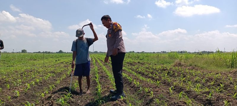 Kapolsek Tarik Polresta Sidoarjo, AKP Heri Setyawan, menurunkan anggota Bhabinkamtibmas untuk melaksanakan patroli lahan ketahanan pangan di Desa Gempol Klutuk, Kecamatan Tarik, Kabupaten Sidoarjo, Senin (22/9/2025).