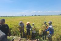 Wakil Bupati Sidoarjo, Hj. Mimik Idayana menghadiri panen raya padi di Desa Bakung Temenggungan, Kecamatan Balongbendo, Minggu (28/9/2025).
