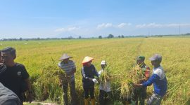 Wakil Bupati Sidoarjo, Hj. Mimik Idayana menghadiri panen raya padi di Desa Bakung Temenggungan, Kecamatan Balongbendo, Minggu (28/9/2025).
