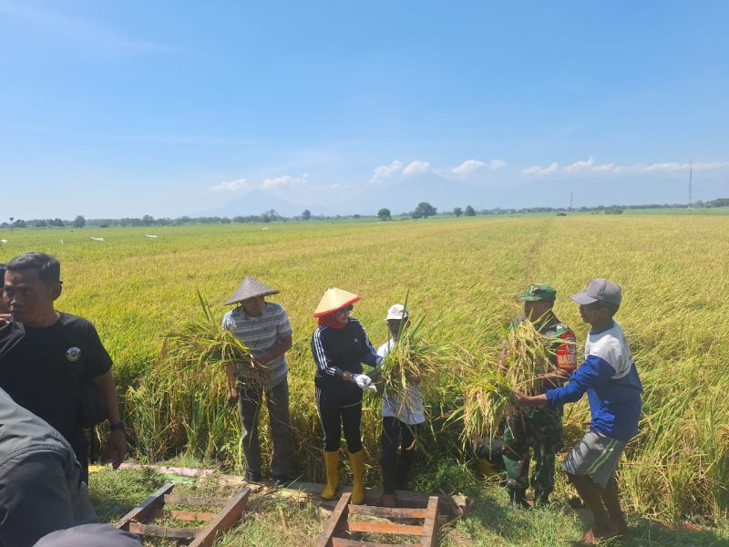 Wakil Bupati Sidoarjo, Hj. Mimik Idayana menghadiri panen raya padi di Desa Bakung Temenggungan, Kecamatan Balongbendo, Minggu (28/9/2025).