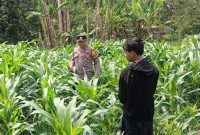 Pada Selasa (16/9/2025), jajaran Polsek Tarik melakukan pengecekan perkembangan tanaman jagung hasil kerja sama dengan Pondok Pesantren Darul Hikmah di Desa Singogalih, Kecamatan Tarik, Kabupaten Sidoarjo.