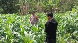 Pada Selasa (16/9/2025), jajaran Polsek Tarik melakukan pengecekan perkembangan tanaman jagung hasil kerja sama dengan Pondok Pesantren Darul Hikmah di Desa Singogalih, Kecamatan Tarik, Kabupaten Sidoarjo.