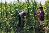 Bhabinkamtibmas Desa Bulang, Bripka Gunawan W, turun langsung memantau perkembangan tanaman jagung di lahan ketahanan pangan Desa Bulang, Kecamatan Prambon, Kabupaten Sidoarjo.
