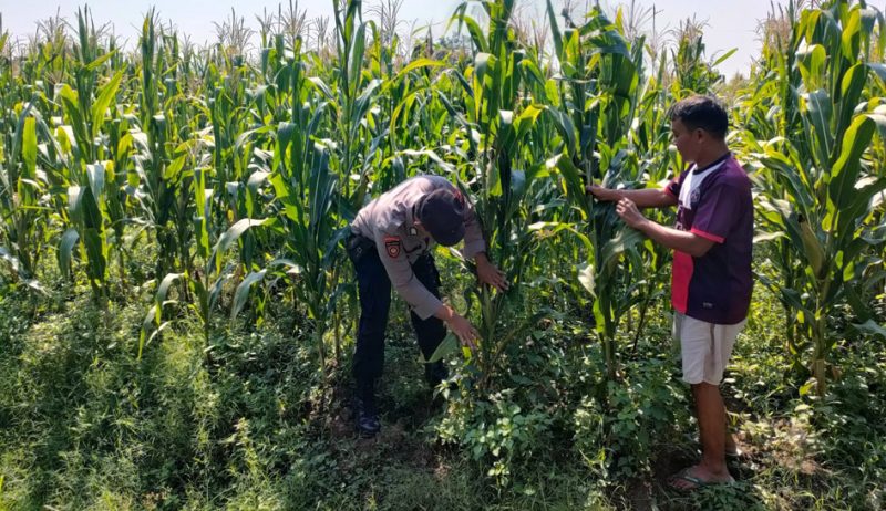 Bhabinkamtibmas Desa Bulang, Bripka Gunawan W, turun langsung memantau perkembangan tanaman jagung di lahan ketahanan pangan Desa Bulang, Kecamatan Prambon, Kabupaten Sidoarjo.