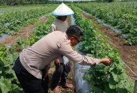 Polsek Tarik Polresta Sidoarjo melaksanakan monitoring dan menyambangi petani melon di Desa Gampingrowo, Kecamatan Tarik, Kabupaten Sidoarjo, Selasa (20/1/2026).