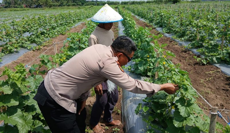 Polsek Tarik Polresta Sidoarjo melaksanakan monitoring dan menyambangi petani melon di Desa Gampingrowo, Kecamatan Tarik, Kabupaten Sidoarjo, Selasa (20/1/2026).