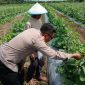 Polsek Tarik Polresta Sidoarjo melaksanakan monitoring dan menyambangi petani melon di Desa Gampingrowo, Kecamatan Tarik, Kabupaten Sidoarjo, Selasa (20/1/2026).
