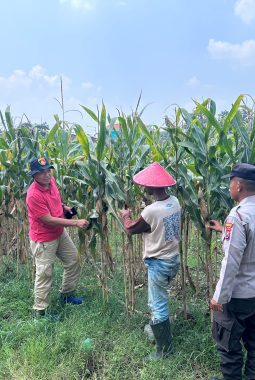 Polisi Turun ke Sawah, Polsek Prambon Cek Lahan Jagung Petani