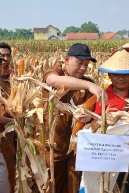 Panen Raya Jagung 3 Hektare, Polsek Balongbendo Dukung Ketahanan Pangan