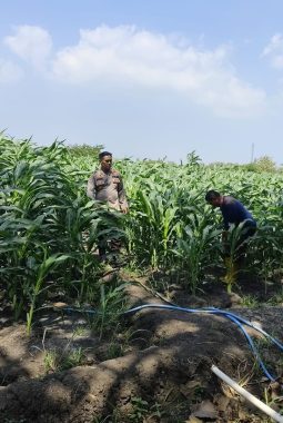 Dukung Swasembada Pangan, Polsek Krembung Cek Perawatan Jagung P2B di Lemujut