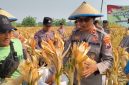 Polsek Taman Polresta Sidoarjo bersama petani melaksanakan panen jagung di lahan pertanian Kelurahan Sepanjang, Kecamatan Taman, Kabupaten Sidoarjo, Jumat (18/9/2026).